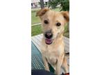 Adopt Malina a Yellow Labrador Retriever, Mixed Breed