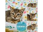 Adopt Carmela a Domestic Short Hair