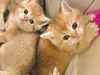 Golden Shaded Kittens Ready In June