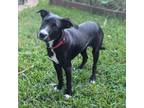 Adopt Hadley a Mixed Breed