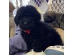 Adopt Joelle a Poodle, Golden Retriever