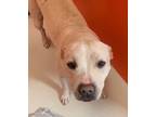 Adopt Ellie Mae 57950 a Pit Bull Terrier