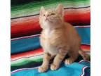 Adopt Romy #sister-of-Remy a Tabby, Domestic Short Hair