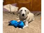 Adopt Margaret of the Gone with the Wind Litter HTX a Great Pyrenees