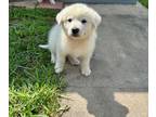Adopt Prissy of the Gone with the Wind Litter HTX a Great Pyrenees