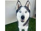 Adopt Aphrodite a Siberian Husky, Husky