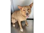 Adopt Sandra a Carolina Dog, Mixed Breed