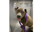 Adopt Winifred a Pit Bull Terrier, Mixed Breed