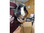 Adopt Proton a Guinea Pig