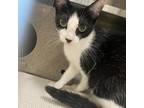 Adopt Checkers a Domestic Short Hair