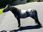 Purebred Falabella Stallion for Sale