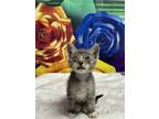 Adopt Coconut Water a Domestic Short Hair