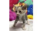 Adopt Frappe a Domestic Short Hair