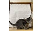 Adopt Seltzer Water a Domestic Short Hair