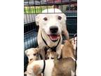 Adopt ROYALTY a American Staffordshire Terrier