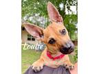 Adopt Louise a Miniature Pinscher, German Pinscher