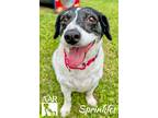 Adopt Sprinkles a Jack Russell Terrier, Pointer