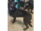 Adopt Providence a Labrador Retriever, Flat-Coated Retriever