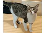 Adopt PinkyBell a Tabby