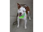 Adopt Camembert a American Staffordshire Terrier