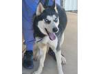 Adopt Harlow a Siberian Husky