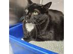 Adopt Rexy a Domestic Short Hair