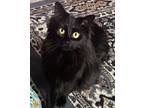 Adopt Miss Wednesday a Domestic Short Hair