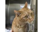 Adopt Smuckers a Domestic Short Hair