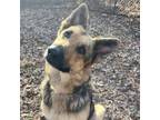 Adopt Angie a German Shepherd Dog