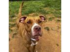 Adopt Kendall a American Staffordshire Terrier