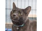 Adopt Woodstock WV a Russian Blue