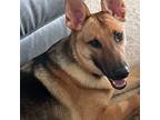 Adopt 2405-0894 Ember a German Shepherd Dog