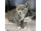 Adopt Clawsome a Domestic Short Hair