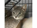 Adopt Cleocatra a Domestic Short Hair