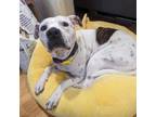 Adopt Kayla in Fairfax Station VA a Pit Bull Terrier