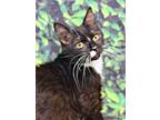 Adopt Molly a Domestic Medium Hair, Domestic Short Hair