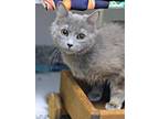 Adopt Sofia a Domestic Short Hair