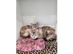 Adopt Honey / Sweetie a Domestic Short Hair