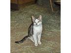 Adopt Barn/Outdoor Cats a Domestic Short Hair, Tabby