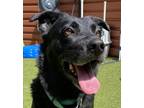 Adopt Carmilla a Labrador Retriever