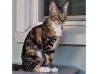 Adopt Kasia a Domestic Short Hair