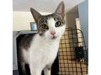 Adopt Wendy a Domestic Short Hair