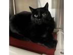 Adopt Missy a Domestic Short Hair