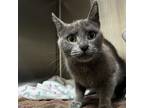 Adopt Pam a Domestic Short Hair