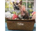 Adopt Tillie a Extra-Toes Cat / Hemingway Polydactyl