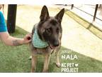 Adopt Nala a German Shepherd Dog, Mixed Breed