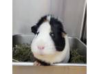Adopt Roxy a Guinea Pig