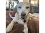 Adopt Shirley - Medical a Beagle, Labrador Retriever