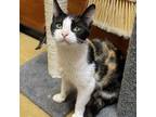 Adopt Olive a Domestic Short Hair