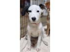 Adopt Mrs. Potts (Beauty and the Beast Pups) a Mixed Breed